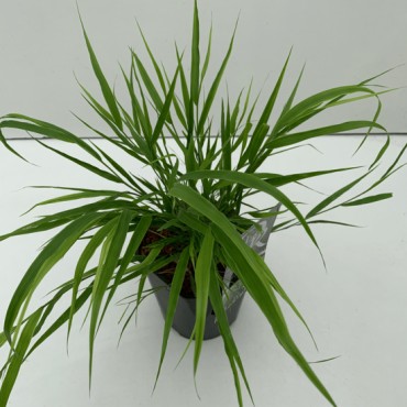 Hakonechloa macra - pot 2 ltr