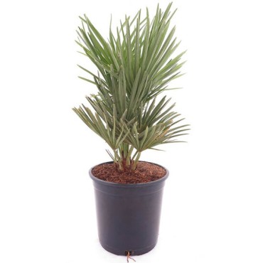Chamaerops humilis Vulcano - pot Ø 22 cm