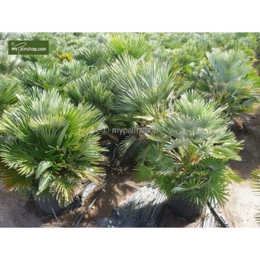 Chamaerops humilis Vulcano - pot Ø 22 cm