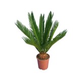 Cycas revoluta - hauteur totale 40-50 cm - pot Ø 12 cm