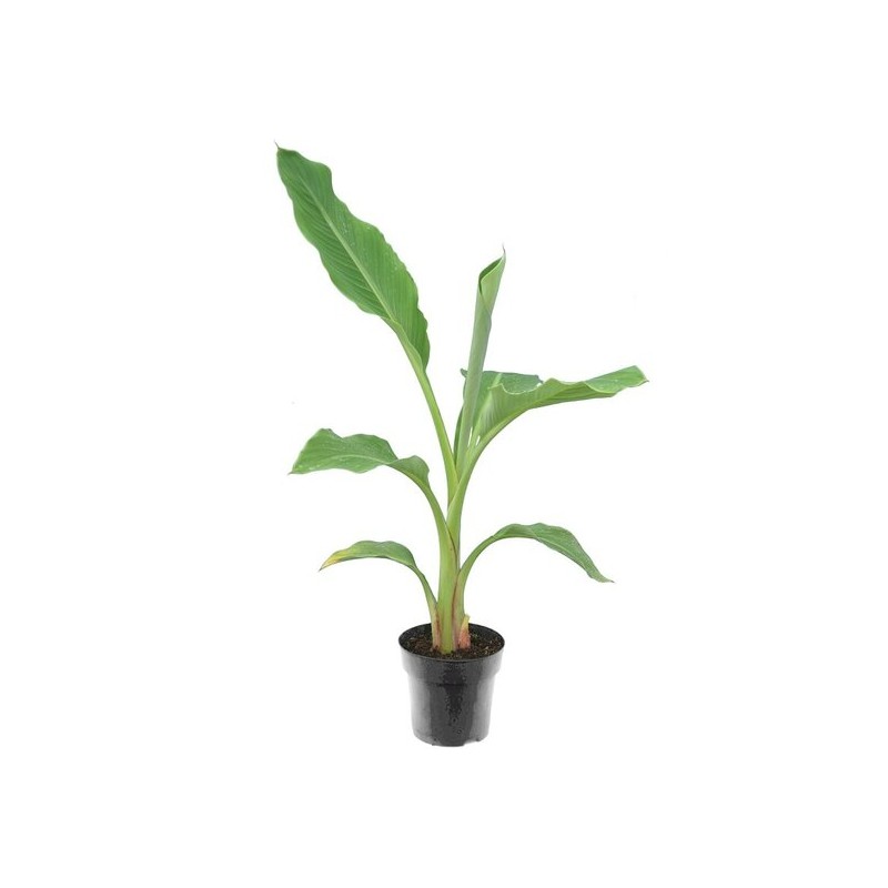 Musella lasiocarpa - pot Ø 15 cm Musella lasiocarpa - pot Ø 15 cm