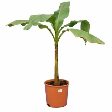 Musa basjoo fat trunk - pot Ø 26 cm