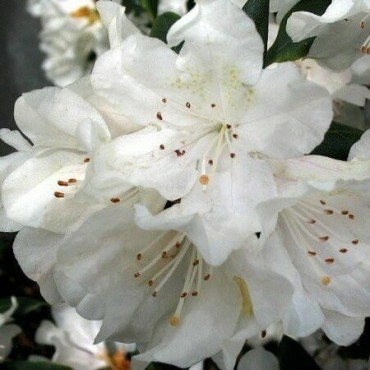 Rhododendron Cunningham's White - hauteur totale 50-60 - pot 5 ltr