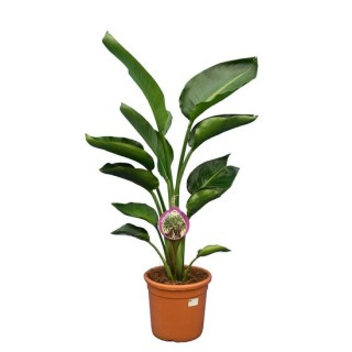 Strelitzia nicolai - hauteur totale 100-120 cm - pot Ø 24 cm - 2 plantes par pot