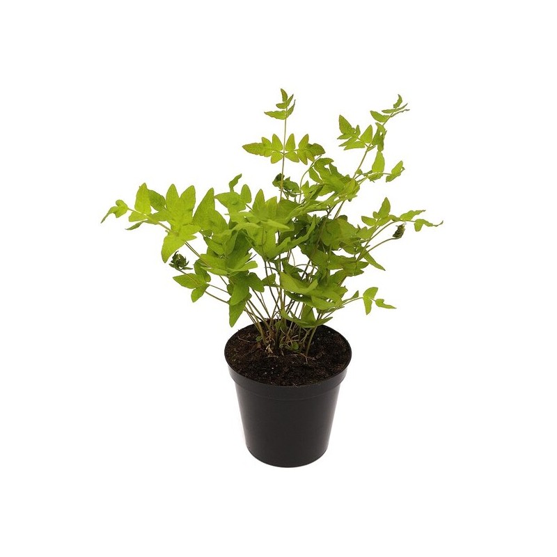 Osmunda regalis Purpurascens 0.7 ltr