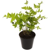 Osmunda regalis Purpurascens 0.7 ltr