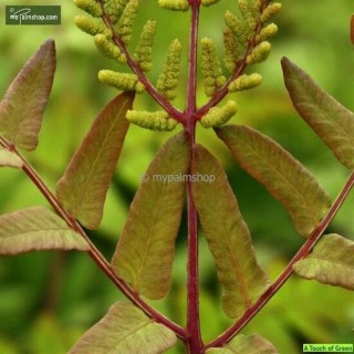 Osmunda regalis Purpurascens 0.7 ltr