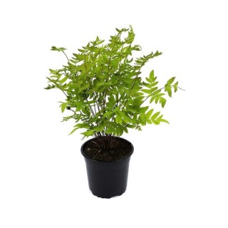 Osmunda regalis Purpurascens 2 ltr