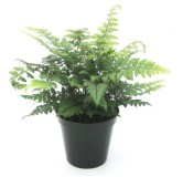 Polystichum makinoi - pot 1.7 ltr