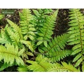 Polystichum makinoi - pot 1.7 ltr