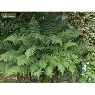Dryopteris filix-mas - pot 1.7 ltr