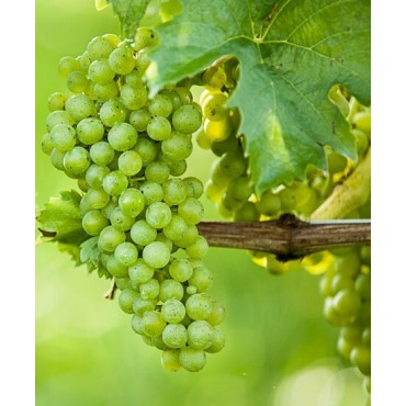 Vitis vinifera - Ø 20 cm pot