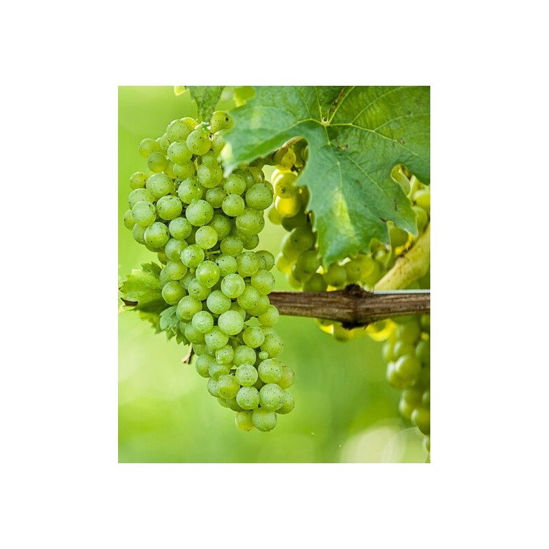 Vitis vinifera - Ø 20 cm pot