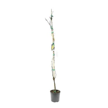 Vitis vinifera - Ø 20 cm pot