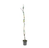 Vitis vinifera - Ø 20 cm pot
