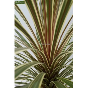 Cordyline australis Torbay Dazzler - hauteur totale 80-100 cm - pot Ø 21 cm