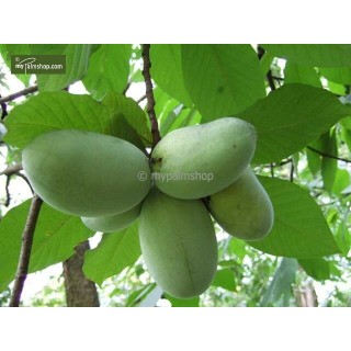 Jubaea chilensis 150L 160/180cm Jubaea chilensis 150L 160/180cm