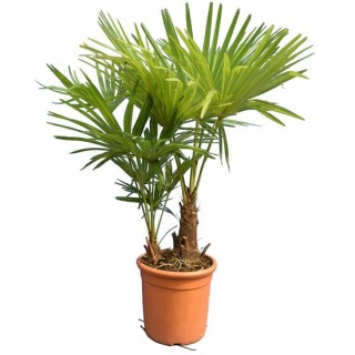 Yucca rostrata Yucca rostrata