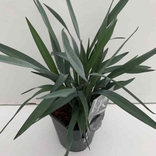 Yucca rostrata Yucca rostrata