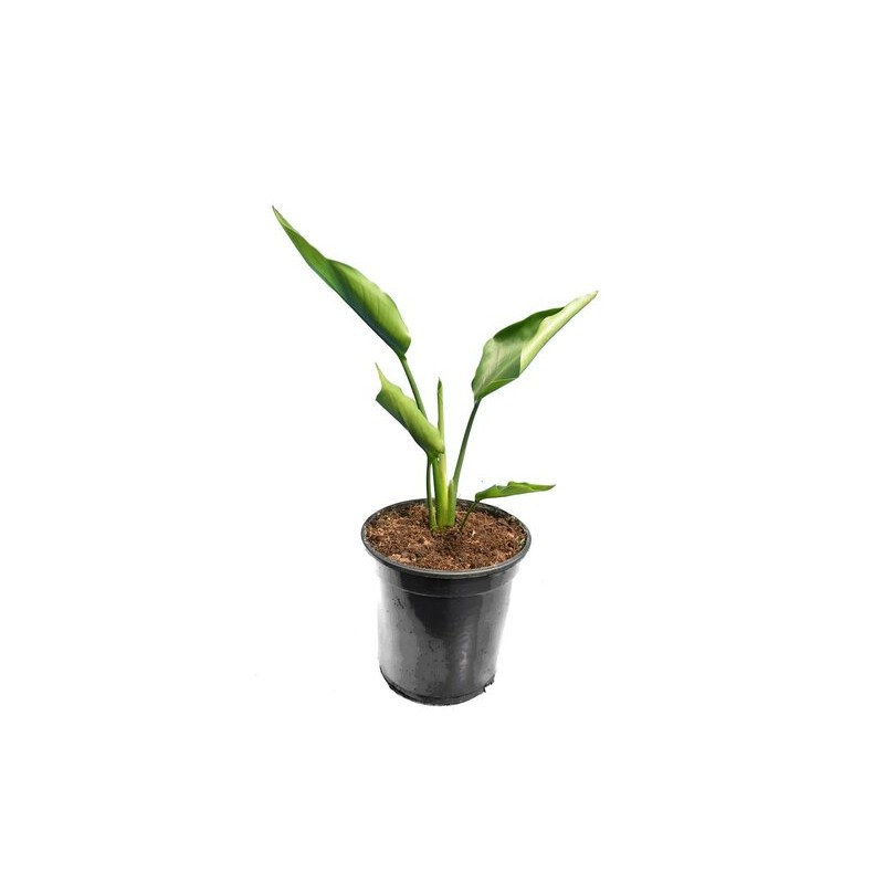 Strelitzia nicolai - pot Ø 15 cm