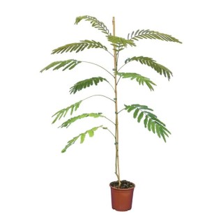 Jardin de fruitiers tropicaux Jardin de fruitiers tropicaux