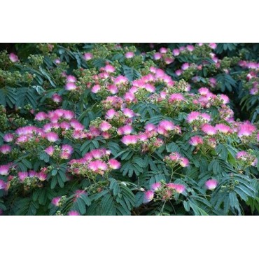 Albizia julibrissin Ombrella Boubri - hauteur totale 80+ cm - pot Ø 17 cm