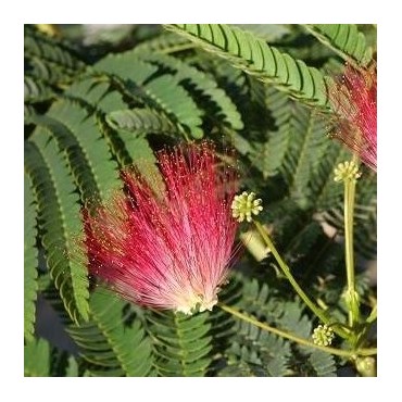 Albizia julibrissin Rouge - pot Ø 17 cm