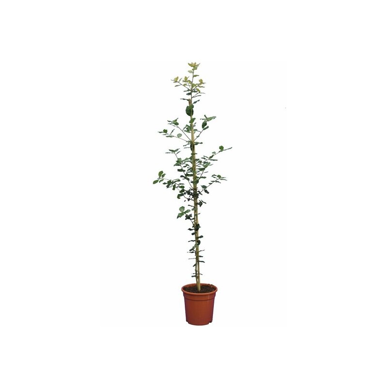 Quercus ilex - pot Ø 21 cm