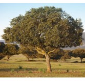 Quercus ilex - pot Ø 21 cm