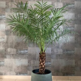 Alpinia zerumbet Alpinia zerumbet