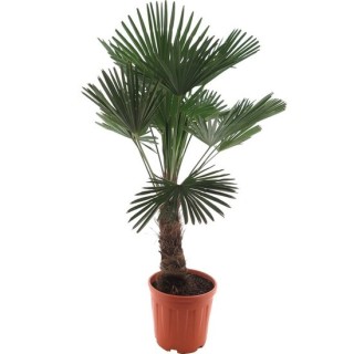 Araucaria araucana (syn. A. imbricata) Araucaria araucana (syn. A. imbricata)