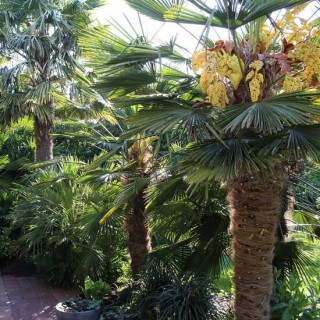 Araucaria araucana (syn. A. imbricata) Araucaria araucana (syn. A. imbricata)