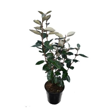 Elaeagnus ebbingei - hauteur totale 50+ cm - pot Ø 18 cm