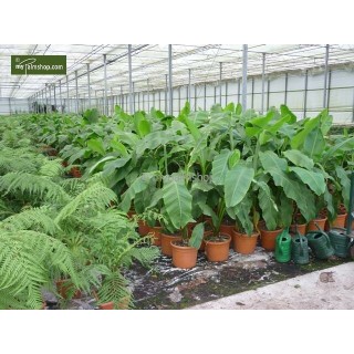 Archontophoenix alexandrae Archontophoenix alexandrae