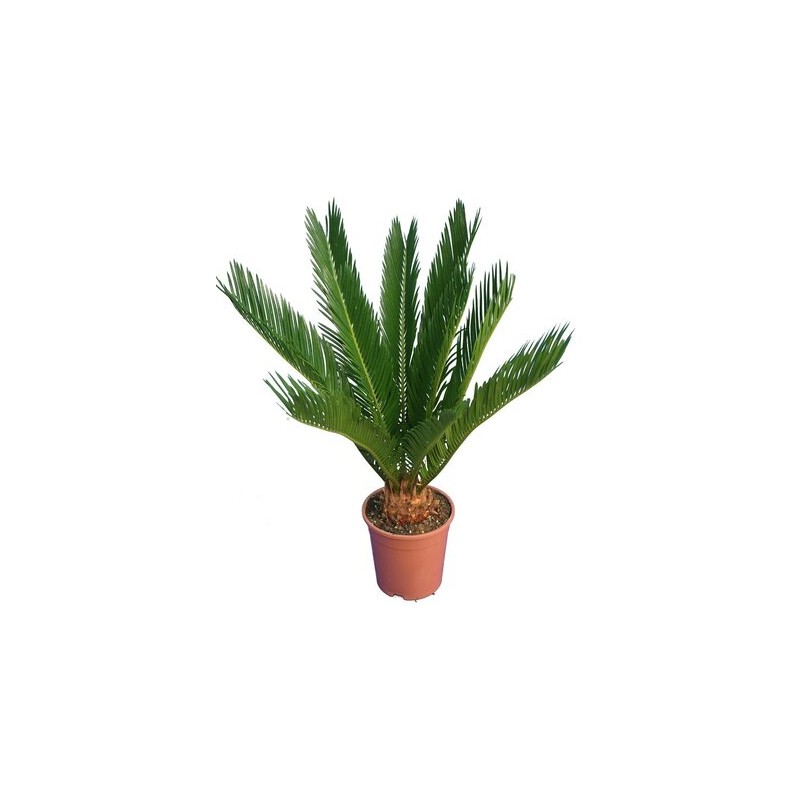 Cycas revoluta - hauteur totale 60-80 cm - pot Ø 17 cm