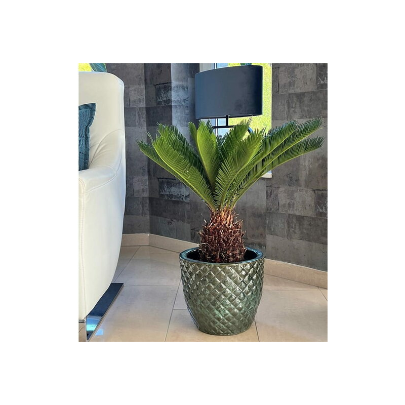 Cycas Revoluta - Fougère Palmiste Japonaise - Plante D'Intérieur Hauteur 80cm - Tronc 5/10cm - Tropictrees