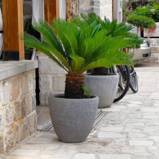 Archontophoenix purpurea Archontophoenix purpurea