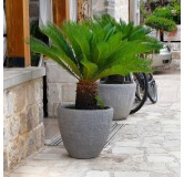 Cycas revoluta - hauteur totale 60-80 cm - pot Ø 17 cm