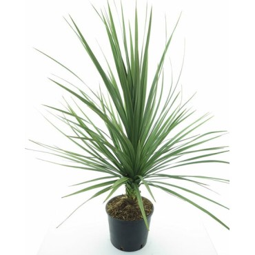 Cordyline australis - pot Ø 26 cm