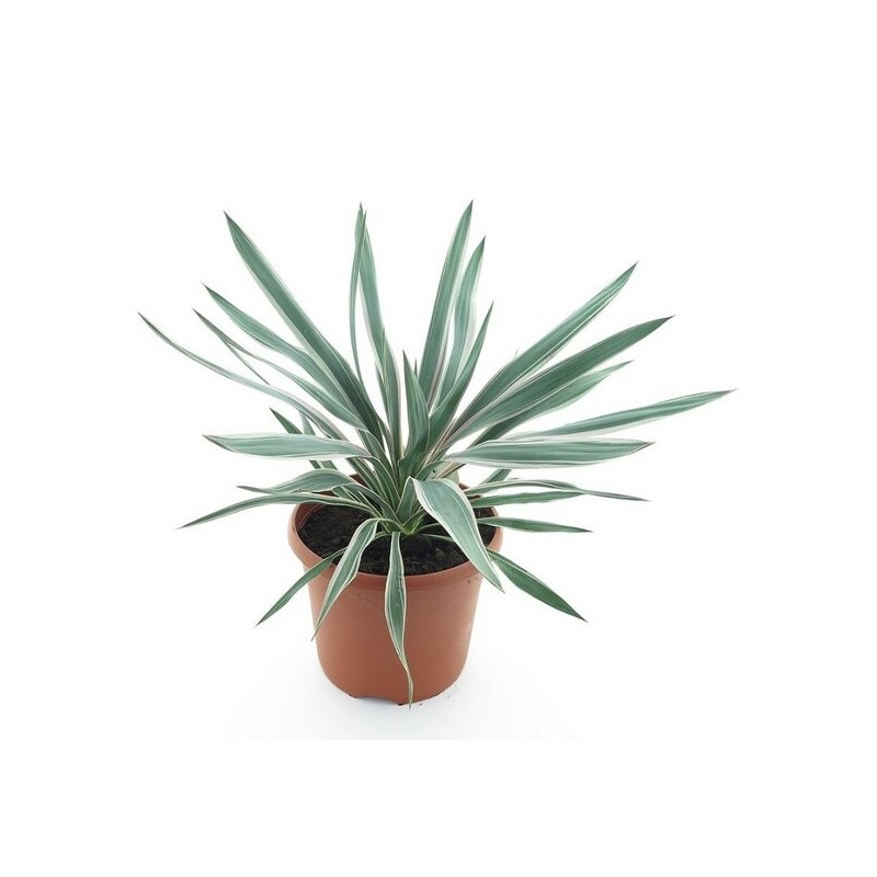 Yucca gloriosa Silver - hauteur totale 60-80 cm - pot Ø 26 cm Yucca gloriosa Silver - hauteur totale 60-80 cm - pot Ø 26 cm