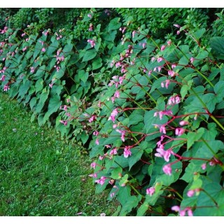 Camellia sinensis (syn. Thea chinensis) Camellia sinensis (syn. Thea chinensis)
