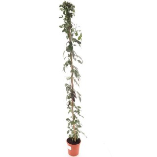 Pandorea jasminoides - pot Ø 20 cm