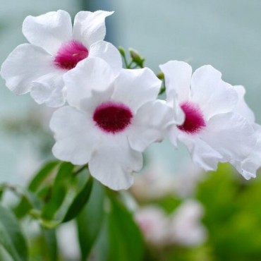 Pandorea jasminoides - pot Ø 20 cm
