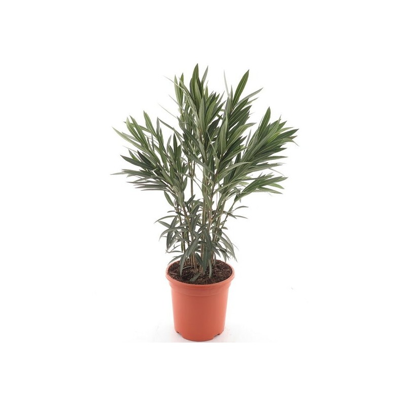 Nerium oleander blanc - hauteur totale 80-100 cm - pot Ø 26 cm
