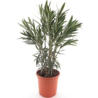 Nerium oleander blanc - hauteur totale 80-100 cm - pot Ø 26 cm