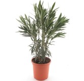 Nerium oleander blanc - hauteur totale 80-100 cm - pot Ø 26 cm