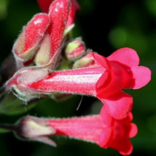 Plumeria rubra cv. Puang yuk Plumeria rubra cv. Puang yuk