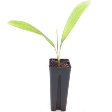 Sabal palmetto - pot 7 x 7 cm