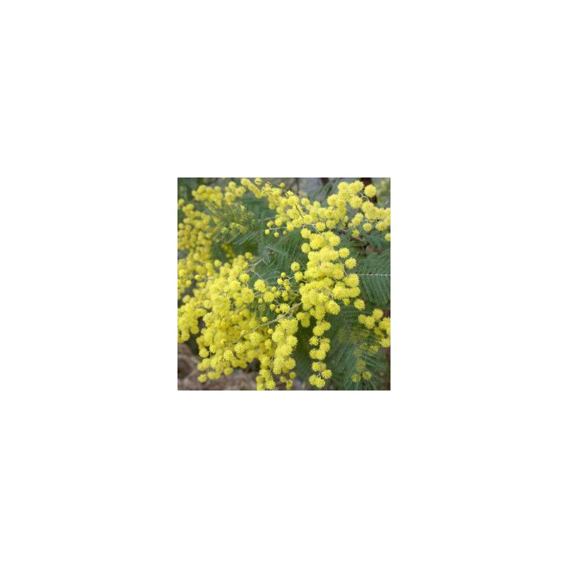 Plantes et arbustes fleuris  - acacia dealbata var. le gaulois pot de 4 litres - 80/100 cm