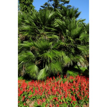 Sabal palmetto - pot 7 x 7 cm